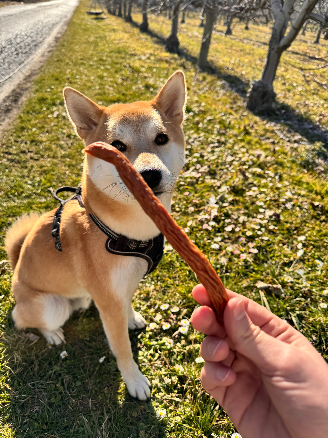 🐶 Schweizer Huhn-Snack für Hunde (8×20 g)