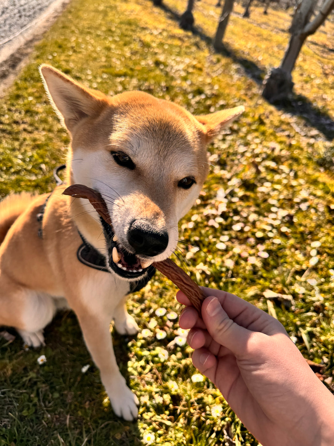🐶 Schweizer Huhn-Snack für Hunde (8×20 g)