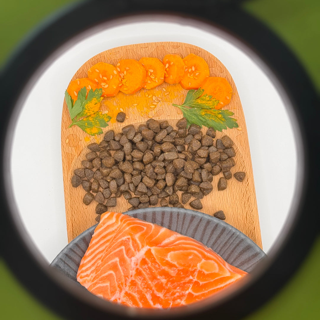 🐱 Fisch-Trockenfutter für ausgewachsene Katzen
